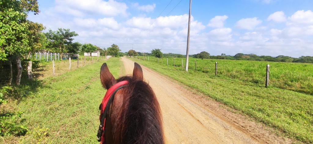 Alquiler de caballos y cabalgatas por el Atlántico
