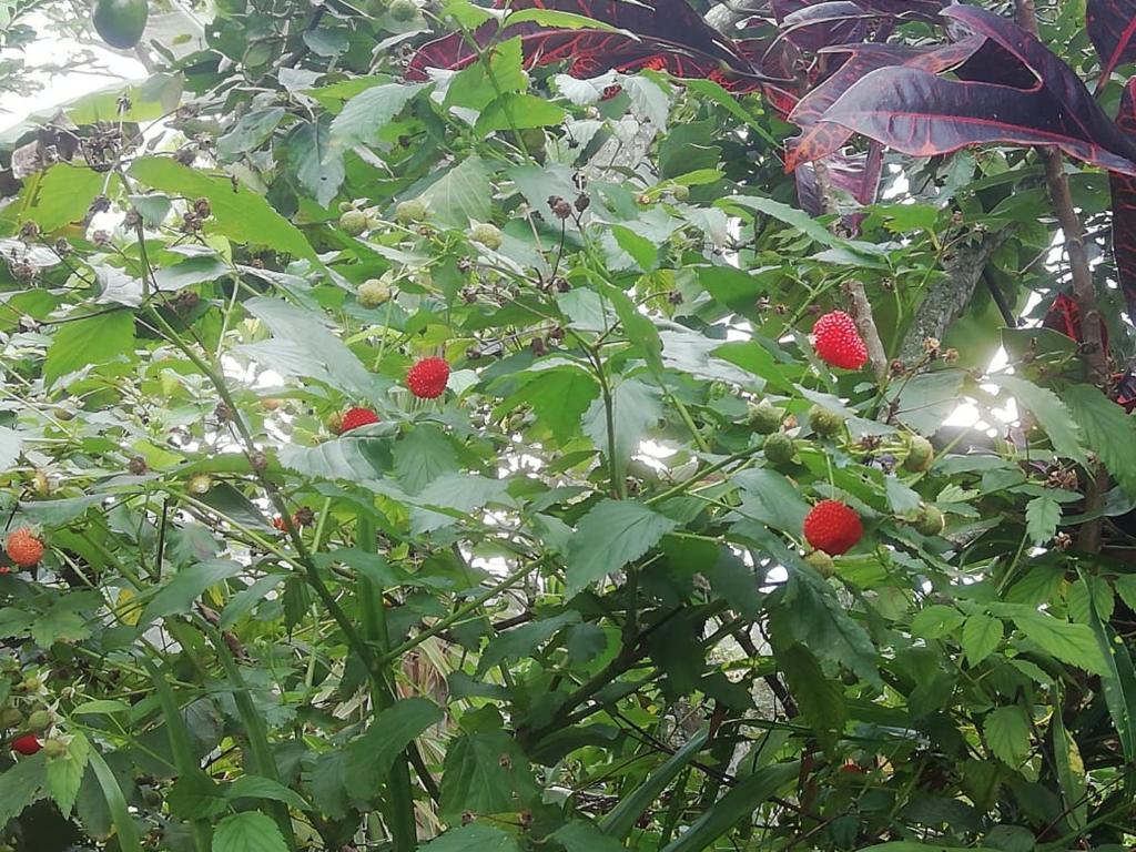 Cabañita en medio de la Naturaleza Mesa de Ruitoque